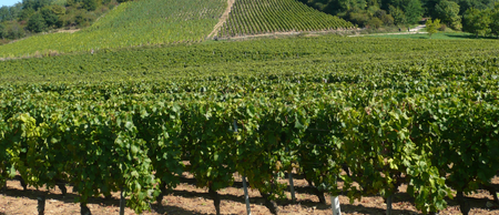 Fête du Beaujolais nouveau