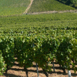 Fête du Beaujolais nouveau