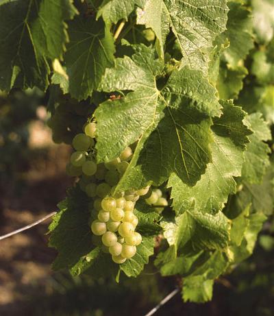 chardonnay-avize.jpg