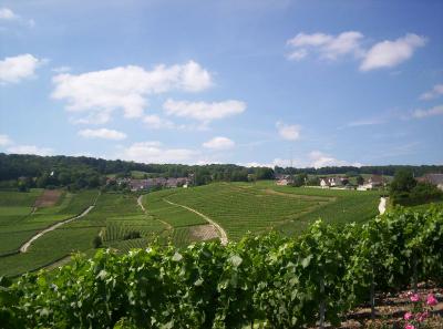 le-terroir-d-hautvillers.jpg