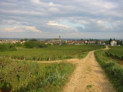 le-vignoble-de-marsannay.jpg